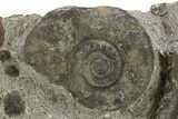 Plate of Devonian Ammonite & Cephalopod Fossils - Morocco #291025-1
